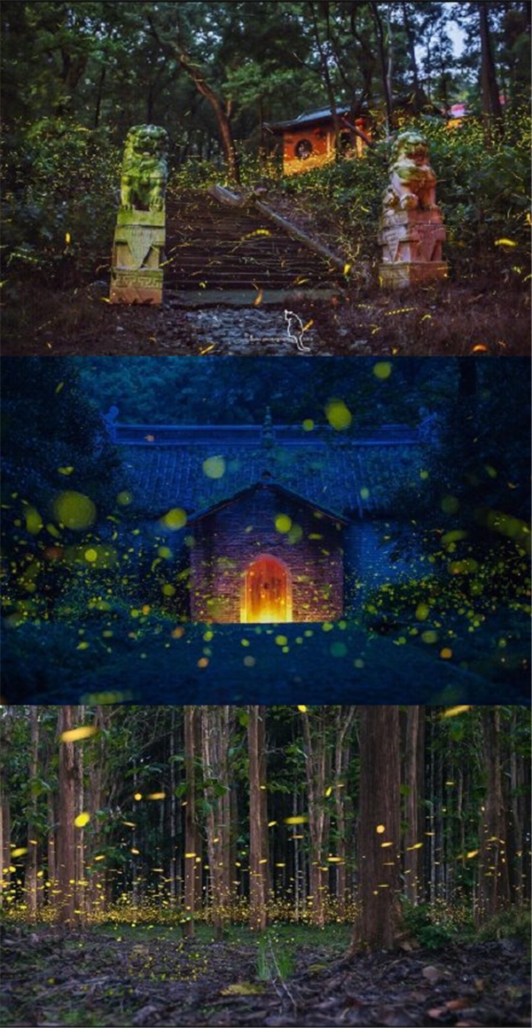 靈谷寺螢火蟲搭配消暑雪糕乳化機(jī)【鈺翔機(jī)械】