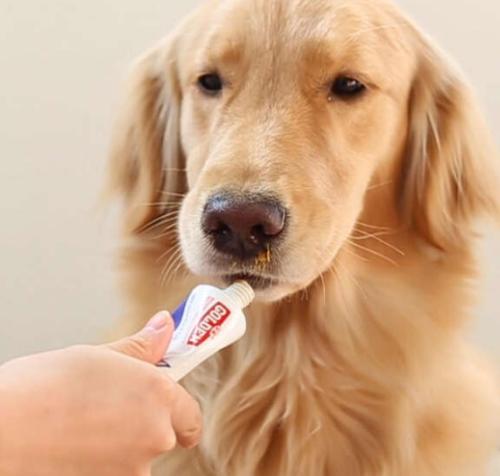 遛狗要栓繩，寵物營(yíng)養(yǎng)膏乳化機(jī)守護(hù)忠犬【鈺翔機(jī)械】